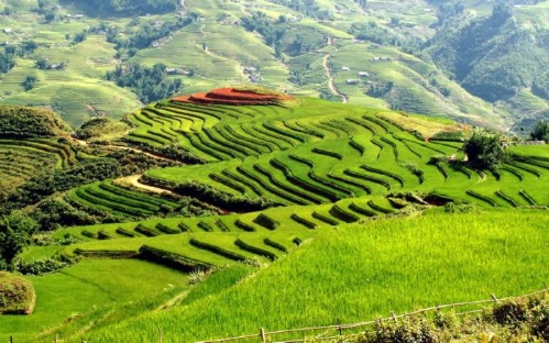 Sapa Trekking 3 Days 4 Nights By Night Train/Bus (Homestay)